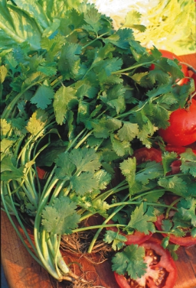 Picture of Coriander